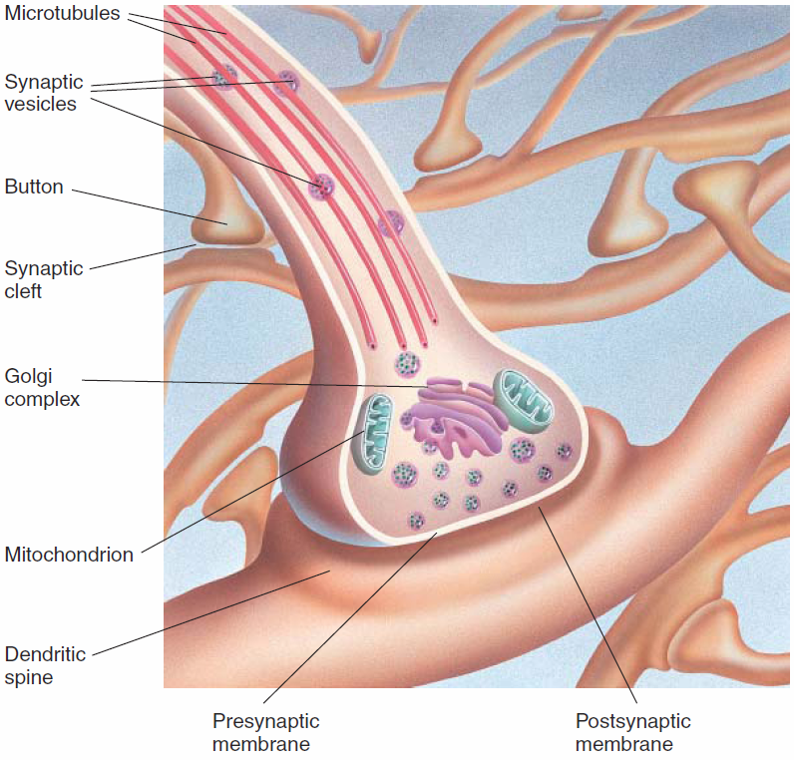 The anatomy of a typical synapse.