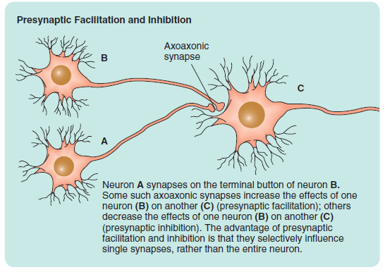 Presynaptic facilitation and inhibition.