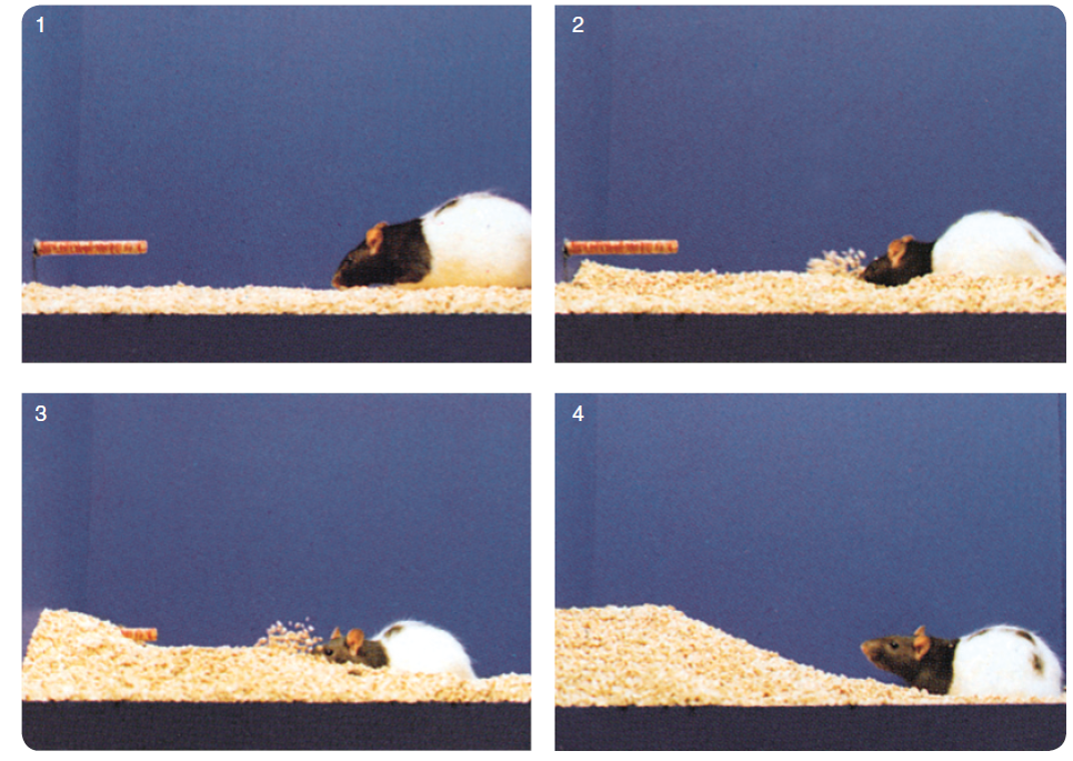 These photos show a rat burying a test object from which it has just received a single mild shock.