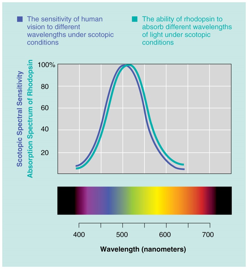 The adsorption spectrum of rhodopsin compared with the human scotopic spectral sensitivity curve. 