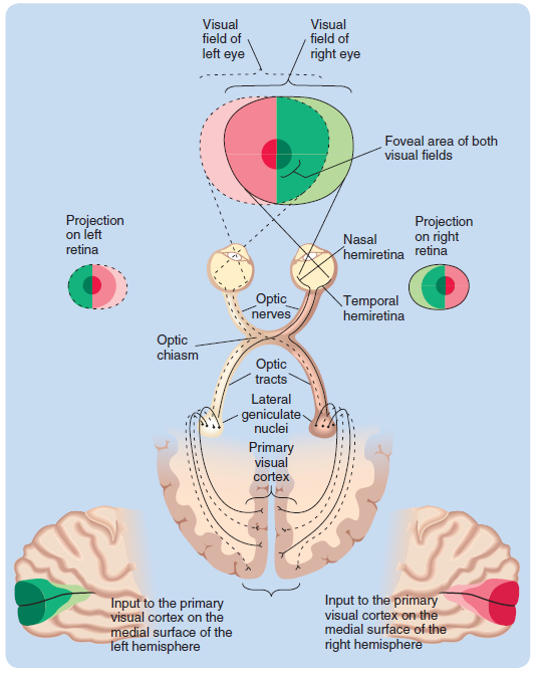 The retina-geniculate-striate system: the neural projections from the retinas through the lateral ...