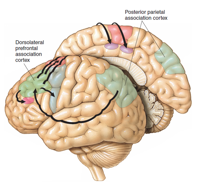 The major cortical input and output pathways of the dorsolateral prefrontal association cortex. ...