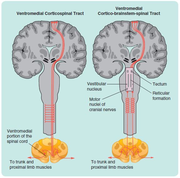 The two divisions of the ventromedial motor pathway: the ventromedial corticospinal tract and the ...