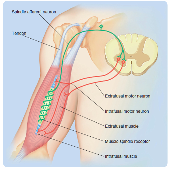 The muscle-spindle feedback circuit