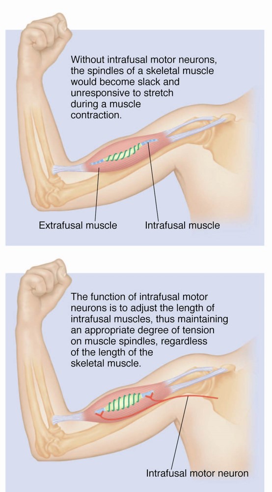 The function of the intrafusal motor neurons. 