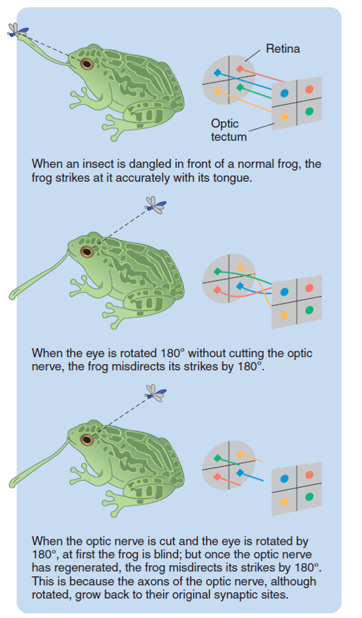 Sperry’s classic study of eye rotation and regeneration.