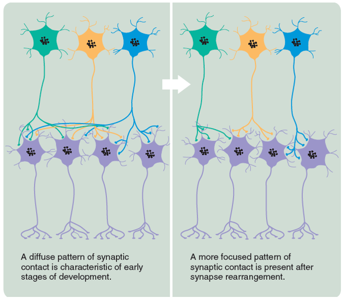 The Effect Of Neuron Death And Synapse Rearrangement On The