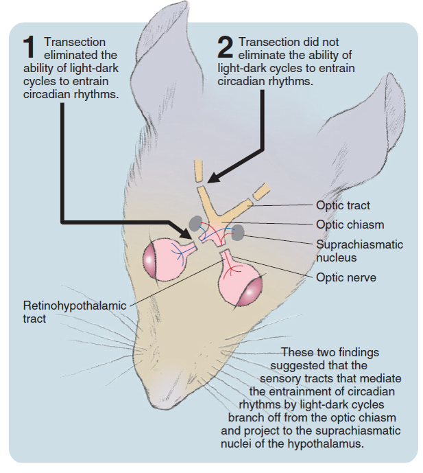 The discovery of the retinohypothalamic tracts. Neurons from each retina project to both ...