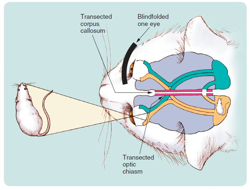 Restricting visual information to one hemisphere in cats. To restrict visual information to one ...