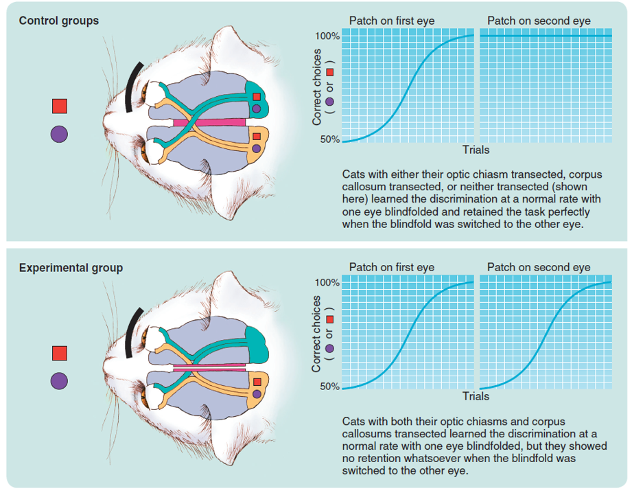 Schematic illustration of Myers and Sperry’s (1953) groundbreaking split-brain experiment. There ...