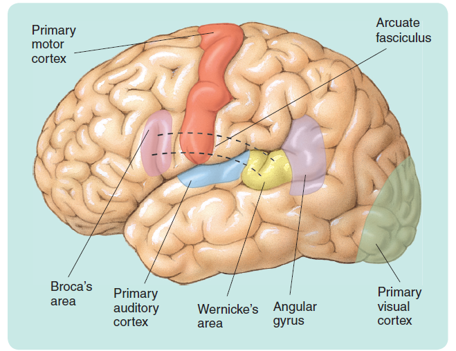 The seven components of the Wernicke-Geschwind model.