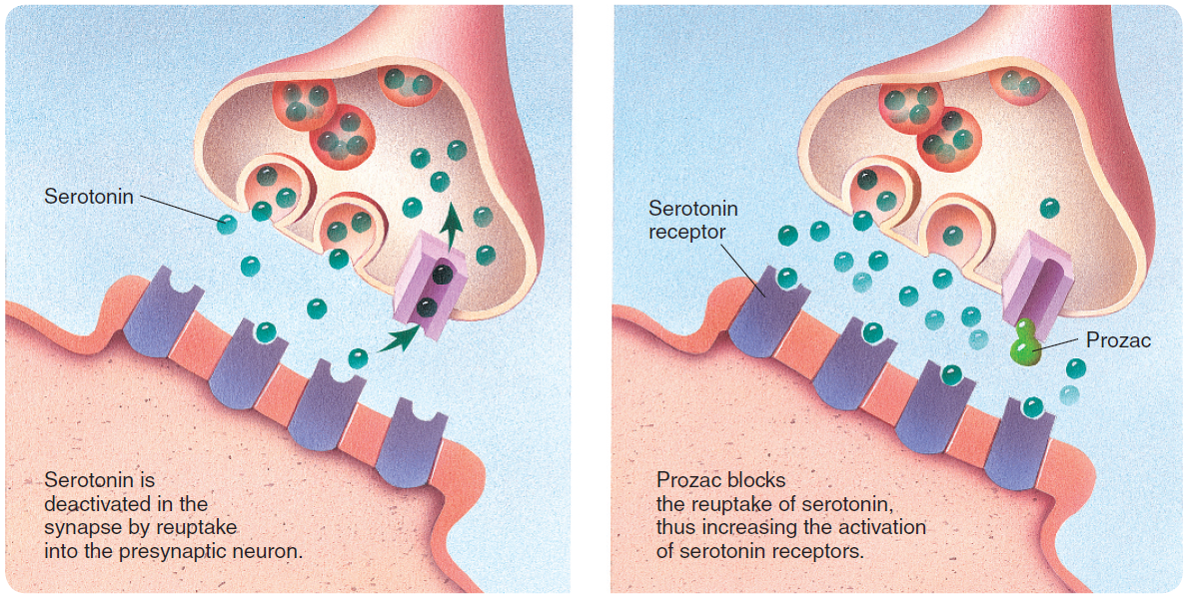 Blocking of serotonin reuptake by fluoxetine (Prozac).