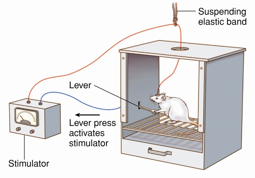 A rat pressing a lever to obtain rewarding brain stimulation.