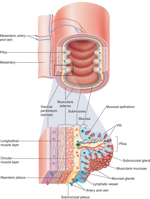 Mucosal surface of the small intestine.