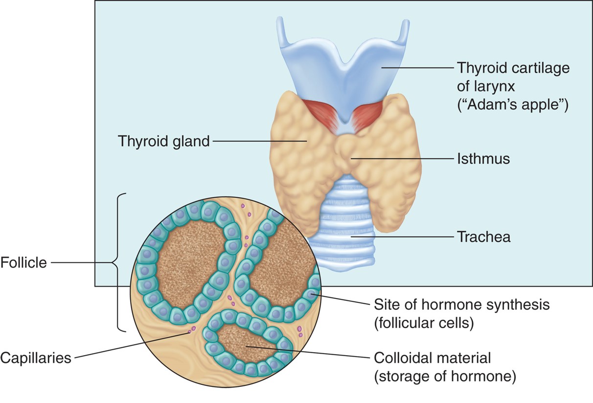 The thyroid gland.