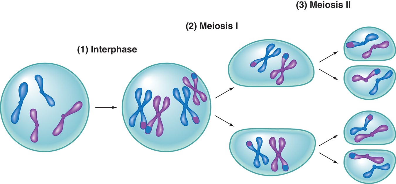 Meiosis involves two complete divisional operations forming four potential sex cells.