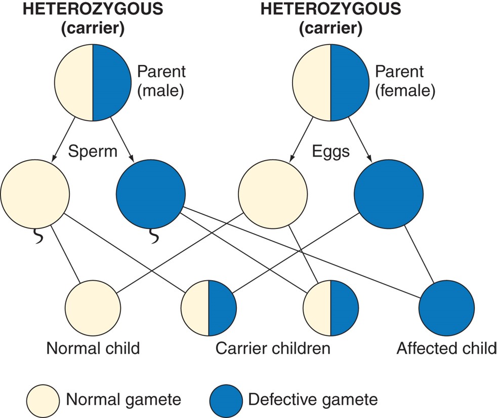 Transmission of recessive disorders (25% chance for an affected child).