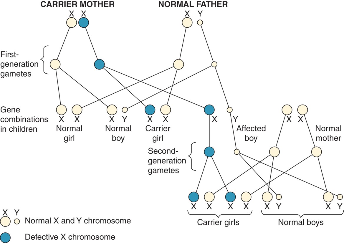 Transmission of sex-linked disorders.