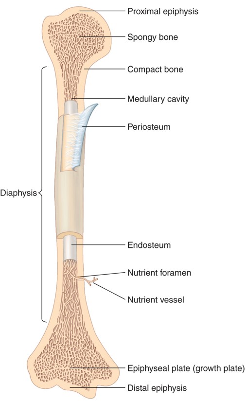 Cut view of long bone.