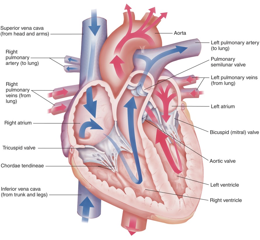 Blood flow through the heart.