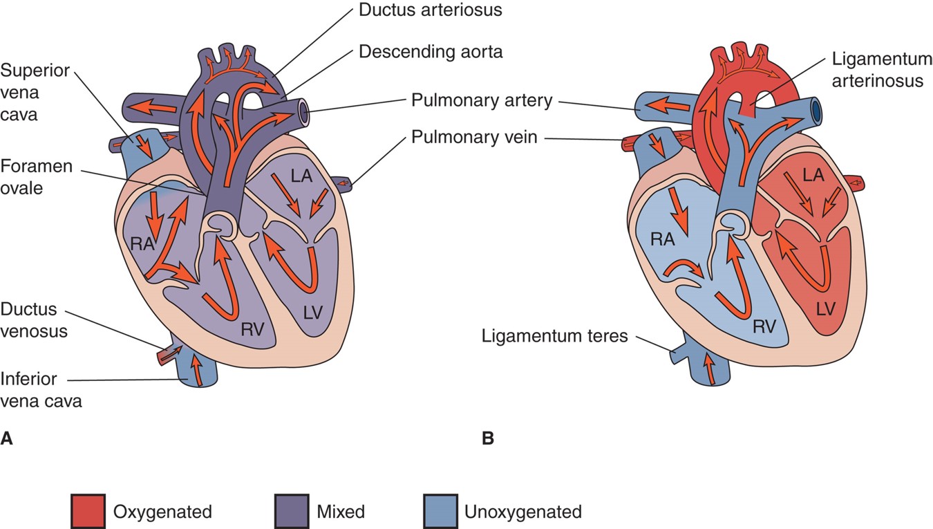 (A) Fetal circulation; (B) postnatal circulation.