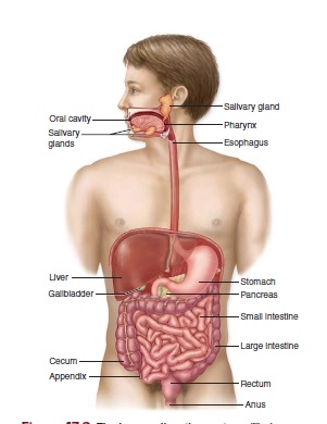 The human digestive system