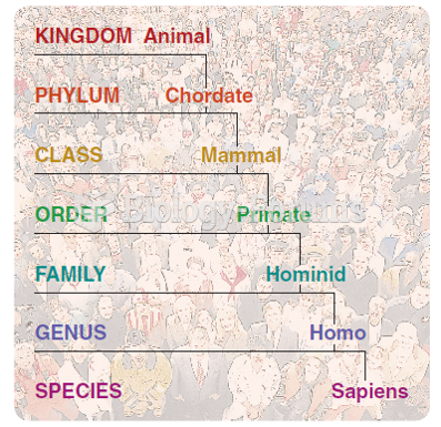 A taxonomy of the human species.