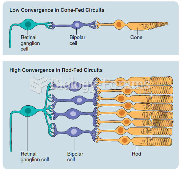 A schematic representation of the convergence of cones and rods on retinal ganglion cells. There is ...