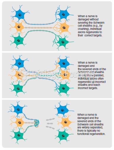 Three patterns of axonal regeneration in mammalian peripheral nerves.
