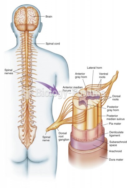 The brain, spinal cord, and spinal nerves. An expanded view of the spinal cord is shown.