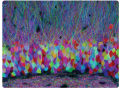 With the research technique called brainbow, each neuron is labeled with a different color, ...