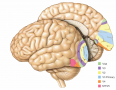 Some of the visual areas that have been identified in the human brain.