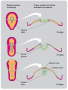 How the neural plate develops into the neural tube during the third and fourth weeks of human ...