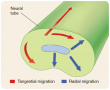 The two types of neural migration: radial migration and tangential migration. 