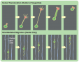 Two methods by which cells migrate in the developing neural tube: somal translocation and ...