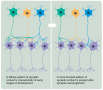 The effect of neuron death and synapse rearrangement on the selectivity of synaptic transmission. ...