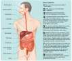 The gastrointestinal tract and the process of digestion.