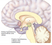 Two regions of the brain involved in sleep. The anterior hypothalamus and adjacent basal forebrain ...