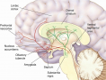 The mesotelencephalic dopamine system in the human brain, consisting of the nigrostriatal pathway ...