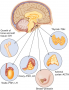 Anterior pituitary and its target organs.