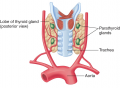 Parathyroid glands.