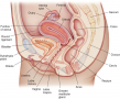 Sagittal section of the female pelvis, showing organs of the reproductive system.