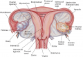 Internal female reproductive tract.