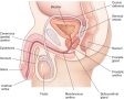 The male reproductive system.