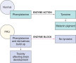 Enzyme block in phenylketonuria (PKU).