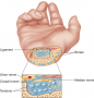 Cross section of the wrist showing tendons and nerves involved in carpal tunnel syndrome.