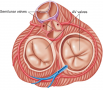 Heart valves in closed position viewed from the top.
