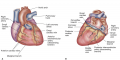 Coronary arteries and major vessels (A) anterior (B) posterior.