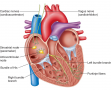 Conducting system of the heart.