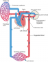 Return of oxygenated blood to the heart and entry into the aorta (red = oxygenated blood, blue = ...